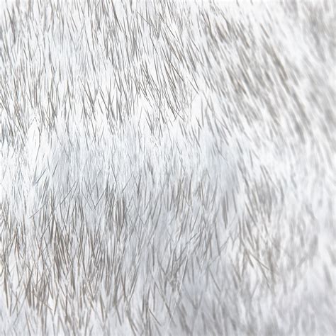 Download White Fur Background Texture By Tinal White Fur Wallpaper
