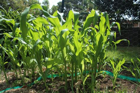 The other two plants in the three sisters. Corn - The Backyard Farm