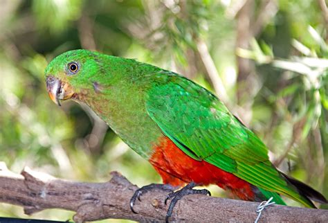 Australian King Parrot Birds Of Australia Budgies Parrots Temperate