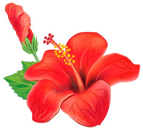 Tropical Flowers Red Exotic Flower Clipart Picture Png Image