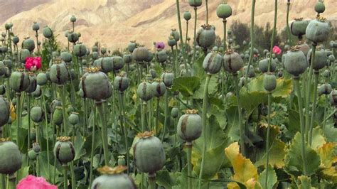 How do you plant poppy plants? Sheriff: $500M in poppy plants seized in North Carolina | WLOS