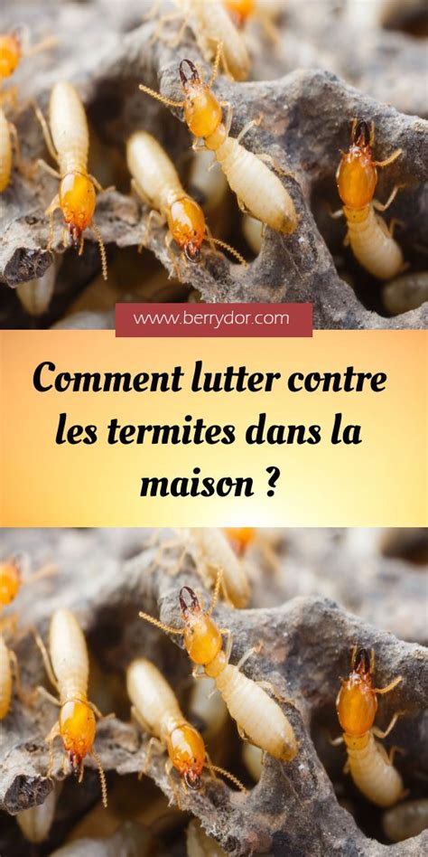 Comment Lutter Contre Les Termites Dans La Maison Les Termites