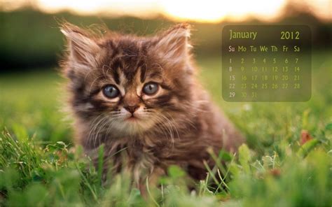 Photo Trick Cute Animal New Year 2012 Calendars Hd Wallpapers