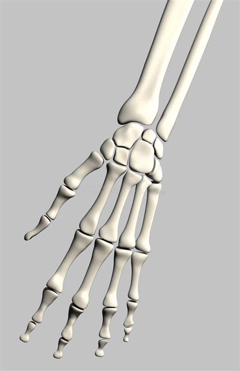 Esqueleto Da Mão Ilustração Stock Ilustração De Ossos 12167085