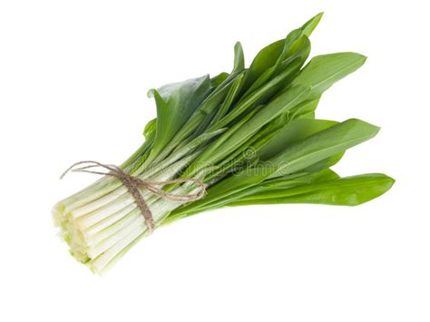 L'aglio orsino, noto anche come aglio selvatico, è una pianta bulbosa, erbacea, perenne, eretta non molto alta, con fiori bianchi e foglie larghe, delicate e setose, dall'odore pungente di aglio. Pelargonium Profumato-leaved, Fuoco Selettivo Fotografia ...