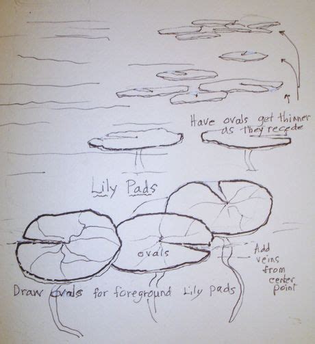 How To Draw A Lily Pad A Lily Pad Will Break When It Is Hit With A Boat