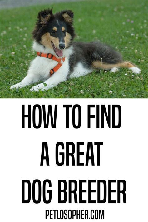 How To Find A Reputable Dog Breeder Dog Breeder Dog Care Breeders