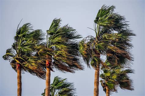 Tree Palm Tropical Wind Storm Weather Nature Pikist