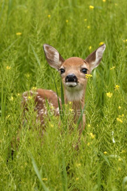 Whitetail Deer Fawn Standing In Flowering Field Of Wild Mustard Plant