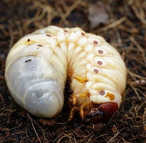 How To Get Rid Of June Bugs The Craftsman Blog Slugs In Garden