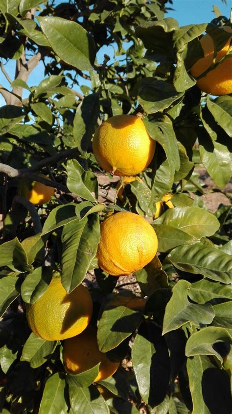 Zitronenlust Onlineshop Für Mediterrane Pflanzen Und Bäume