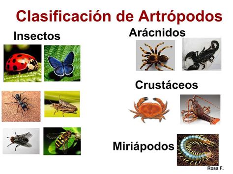 Artrópodos Insectos Arácnidos Crustáseos Y Miriápodos Portalpez