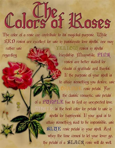 Rose Color Meanings Flowers Rose Color Meanings White Roses Meaning
