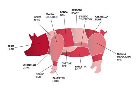 Quali Sono I Tagli Di Carne Del Maiale Mortadella Bologna