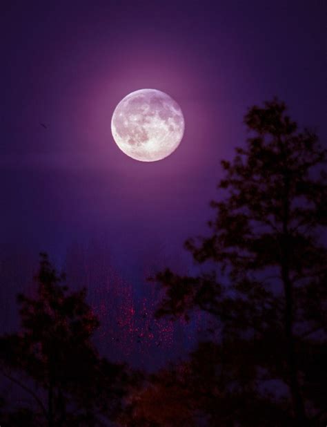 Purple Night Purple Night Moon Moonlight Moonscape Sky Night