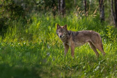 Grey Wolves Are Rebounding But Its Making It Hard For Them To Survive