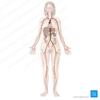Arterias Y Venas Del Cuerpo Humano Anatomia Pinterest Sexiz Pix Hot