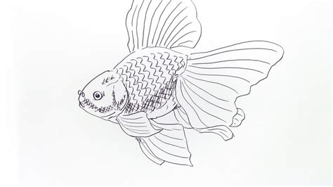 sketsa gambar ikan mas koki contoh sketsa gambar