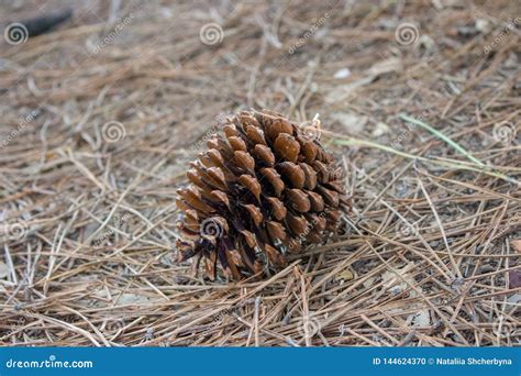 Big Brown Pine Cone On The Ground Pine Cone In Dry Coniferous Needles