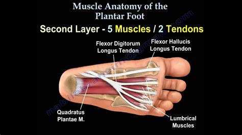 Muscle Anatomy Of The Plantar Foot Everything You Need To Know Dr