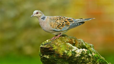 Turtle Dove (Streptopelia turtur) - British Birds - Woodland Trust