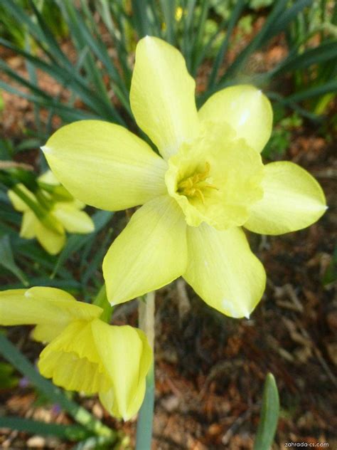Narcis Narcissus Pipit Květy Květenství Zahrada