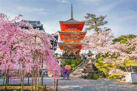6 Best Temples To See Cherry Blossoms In Kyoto Great Places In Kyoto For Cherry Blossoms Go