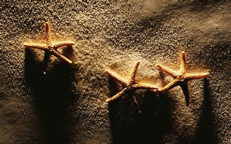 Starfish Wallpapers Wallpaper Cave