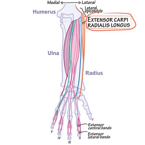 Extensor Carpi Radialis Longus And Brevis Gross Anatomy Flashcards