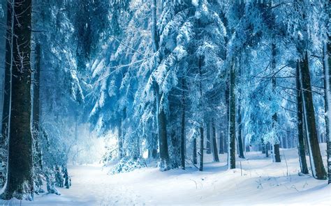 Nature Snow Winter Landscape Forest River Trees Photography Wallpaper