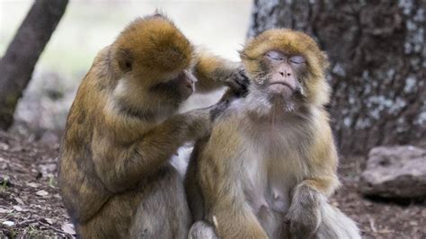 Barbary Macaque Facts And Figures Aap English