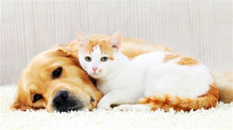 Cat And Dog Love Cute Pic Raww