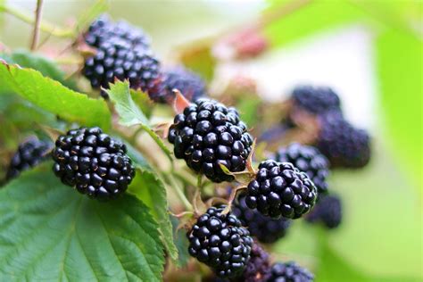 Blackberry Berry Russia Free Photo On Pixabay