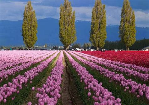 If you want to see the dutch tulip fields in bloom, you should visit holland in april and may. Photo Collection from Tulip Fields | Best Wallpaper Views