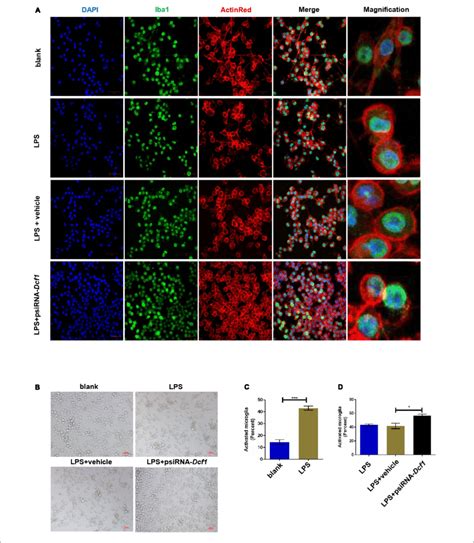 Morphology Of Lps Stimulated Bv2 Microglial Cells In Vitro Bv 2