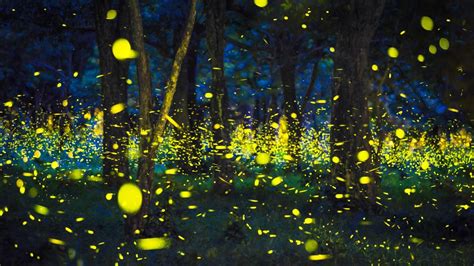 Fireflies Lightning Bugs And Glowworms Why Do Fireflies Glow The