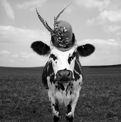 meet hermione the very stylish cow photo by jean baptiste mondino hermione cow photos cow