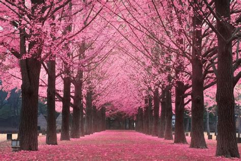 Bunga berwarna kemerahan itu memiliki jadwal mekar yang berbeda di setiap daerah. Berburu Spot Sakura di Korea Selatan? Cek 7 Tempat Ini ...