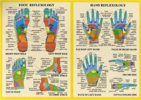 Hand And Foot Reflexology A4 Chart