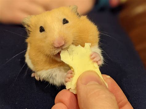 Pet Hamster Will Only Eat Cheese From Waitrose