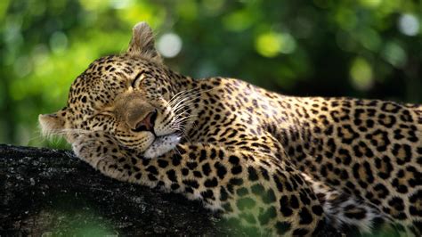 Leopard Sleeping Bokeh Wildlife Nature Wallpapers Hd