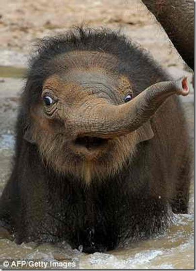 Funny Baby Elephant Pictures Funny Animal