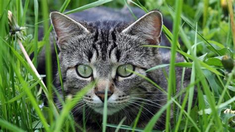 Best Cat Breeds For Pest Control Bechewy