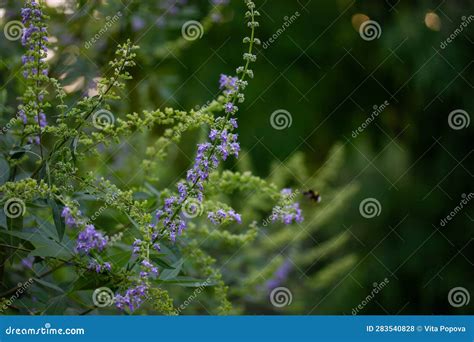 Lavender Purple Flowers Shrub In Green Park Botanical Garden In Summer