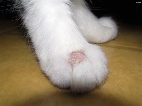 Ringworm In Cats What Are The Signs And How Is It Treated Andalucia