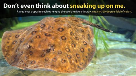 5 Things I Learned About The Ocellate River Stingray Youtube