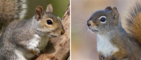 Preventing squirrels getting into your property. Gray Squirrel vs. Red Squirrel: The Difference Is More ...