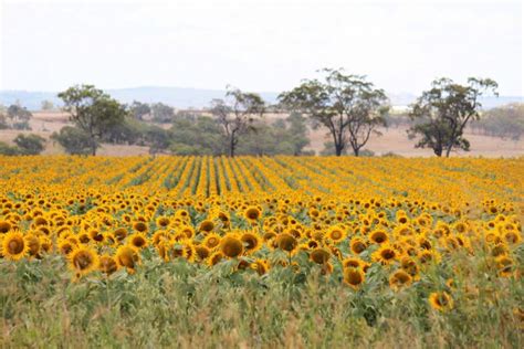 How To Find The Sunflower Fields Near Brisbane Our Coast Life
