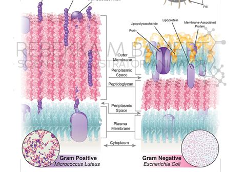 Bacterial Cell Walls Illustration Welcome