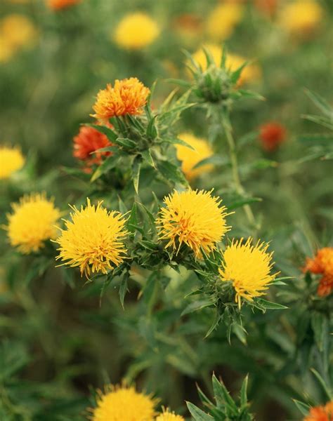 Safflower Care Guide Learn About Growing Requirements For Safflower Plants